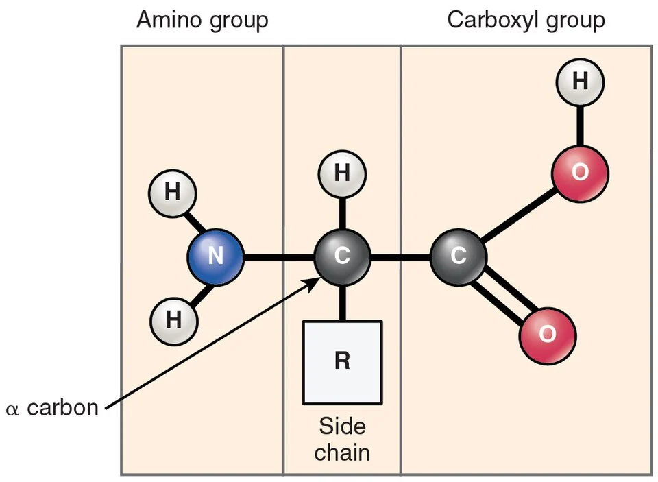 Generalized amino acid: amine group, carboxyl group and R group on a central carbon.
