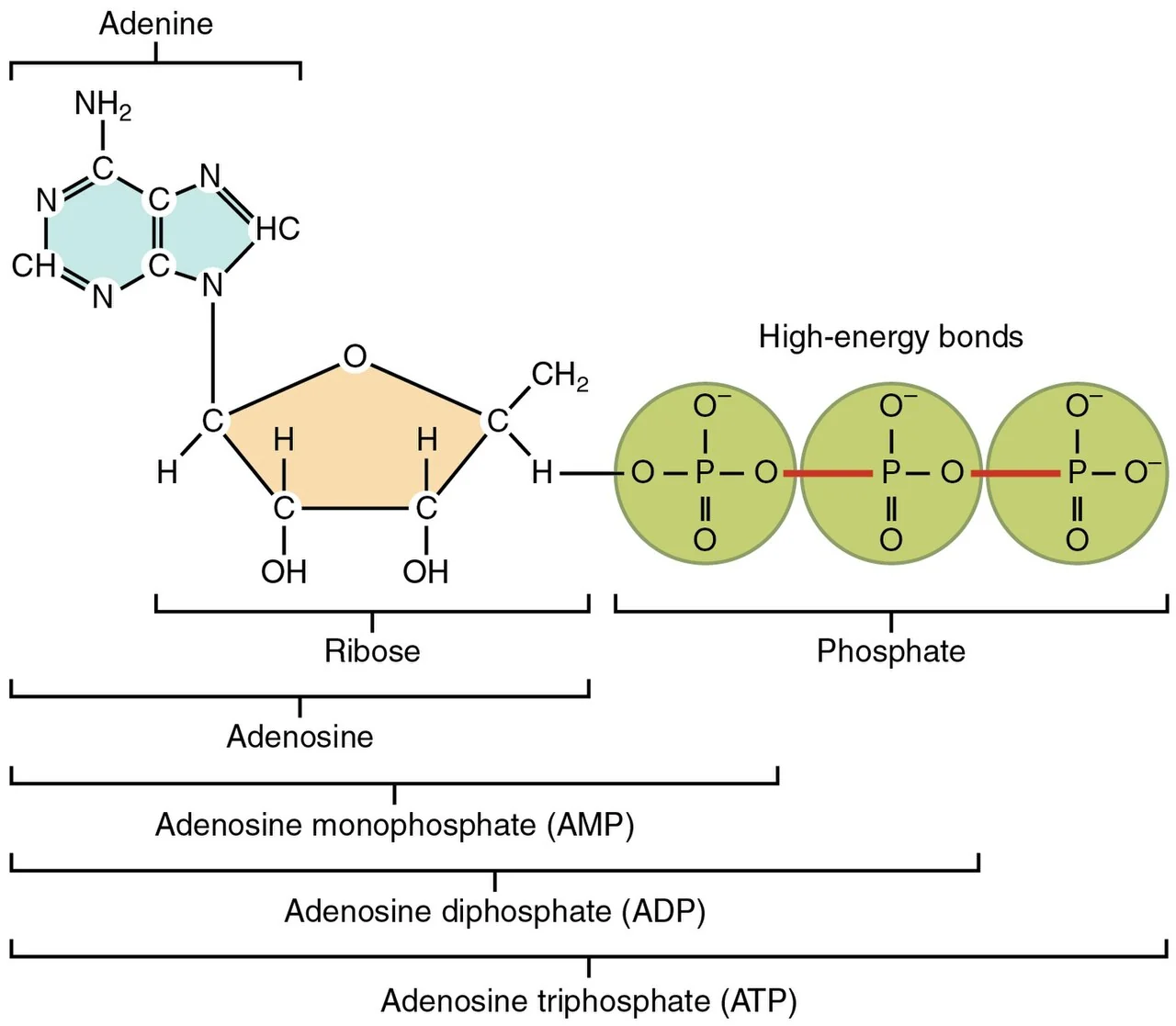 Structure of ATP: adenosine plus three phosphates.