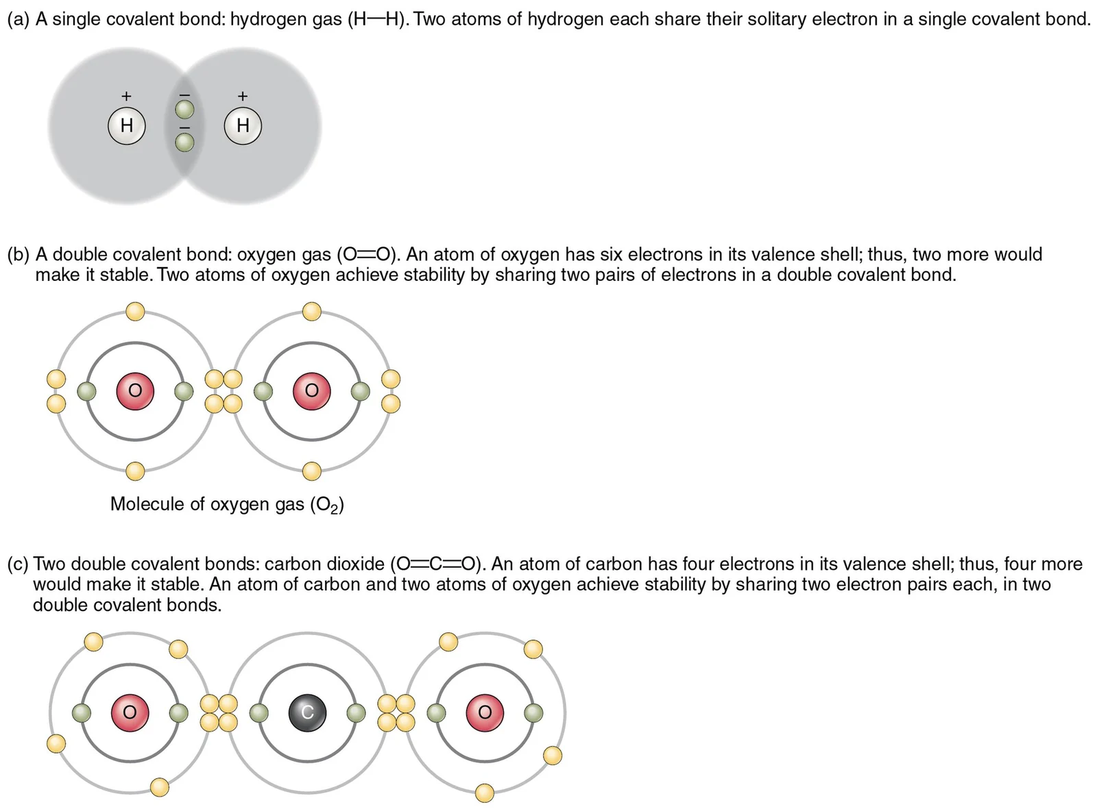 Single and double covalent bonds.