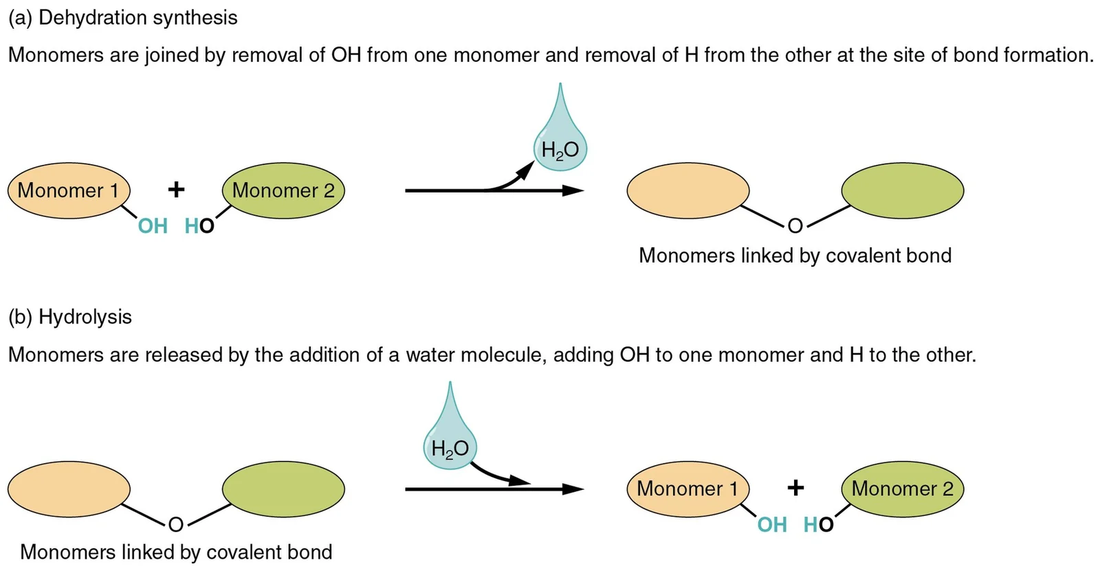 Dehydration synthesis builds polymers; hydrolysis breaks them.