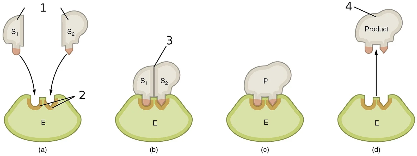 Steps in an enzymatic reaction.