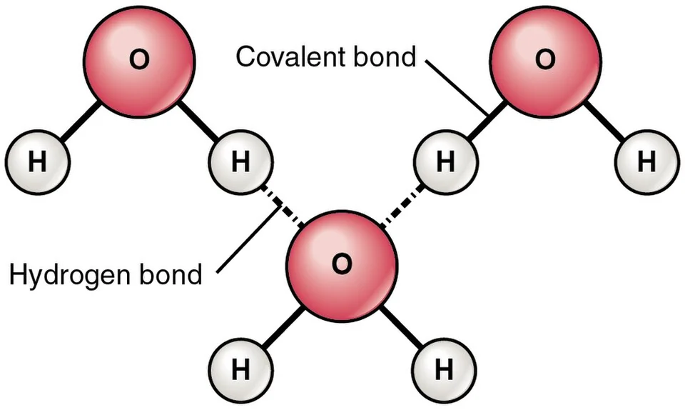 Hydrogen bonds between water molecules give water its surface tension.