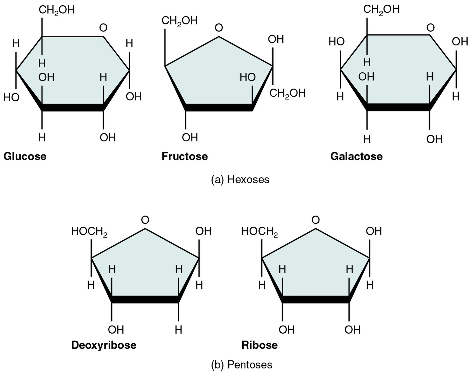 Five important monosaccharides.