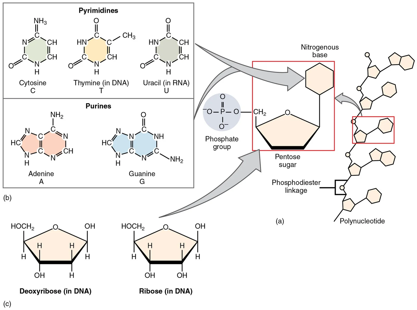 Nucleotide structure. (The original artwork labels ribose as “in DNA” — it is the sugar of **RNA**.)