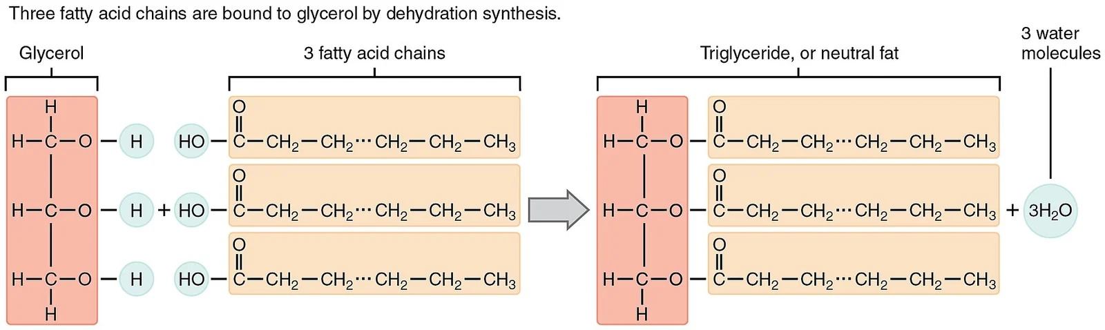 Three fatty acids join glycerol by dehydration synthesis.