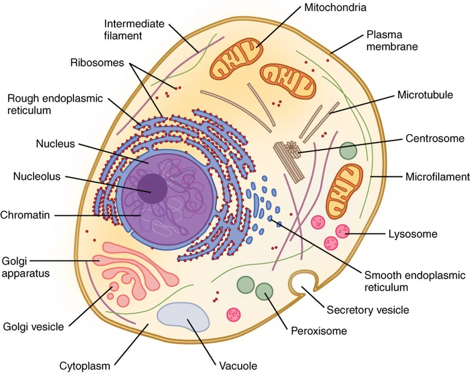 Major organelles of an animal cell.