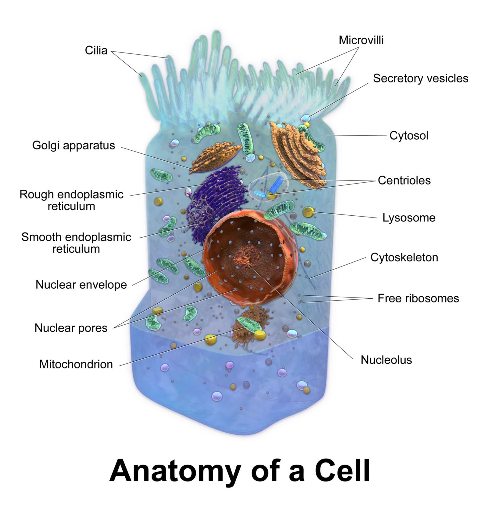 A generalized cell (Blausen).
