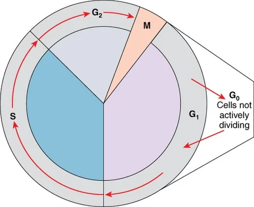 The cell cycle: interphase (G₁, S, G₂) and the mitotic phase.