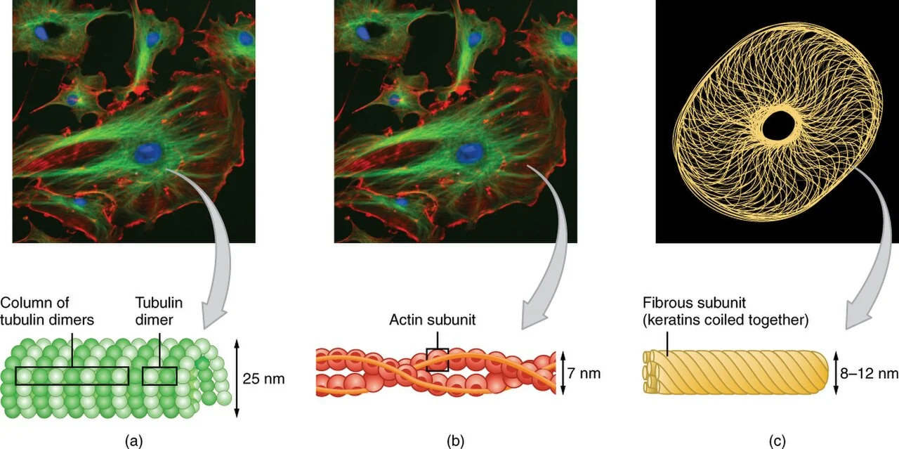 The three types of cytoskeletal elements.