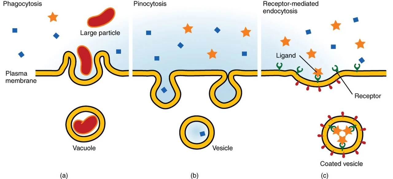 Three forms of endocytosis.