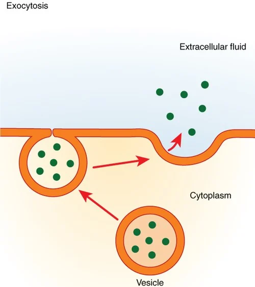 Exocytosis.