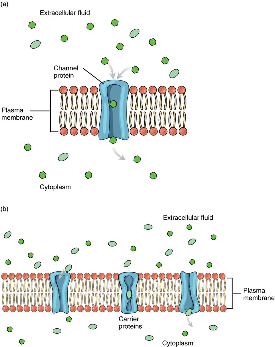 Facilitated diffusion through a channel protein.
