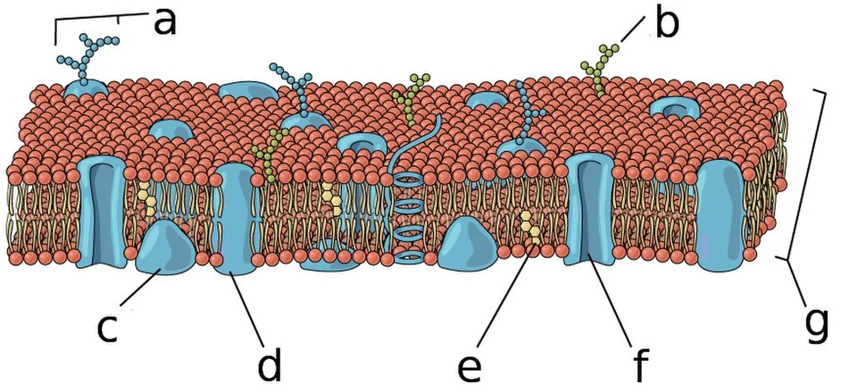 Components of the plasma membrane.