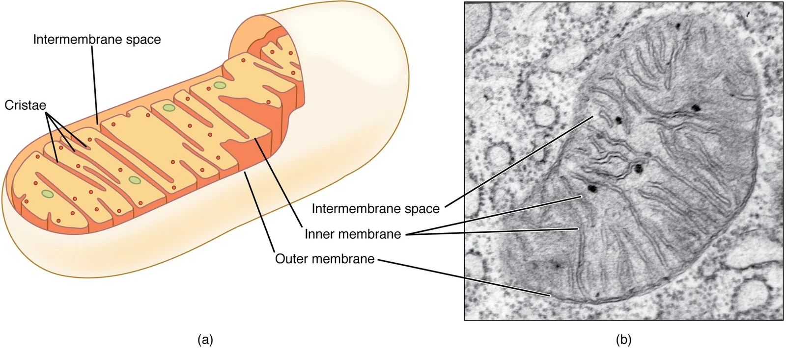 Mitochondrion: outer membrane, inner membrane folded into cristae.