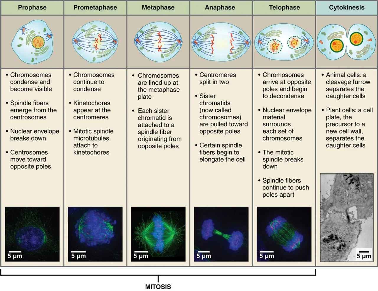 Stages of mitosis and cytokinesis.