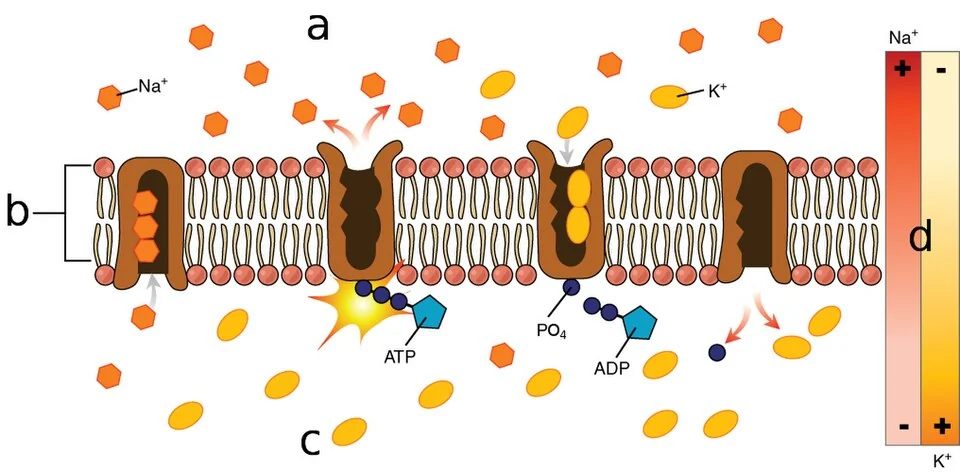 The sodium–potassium pump.