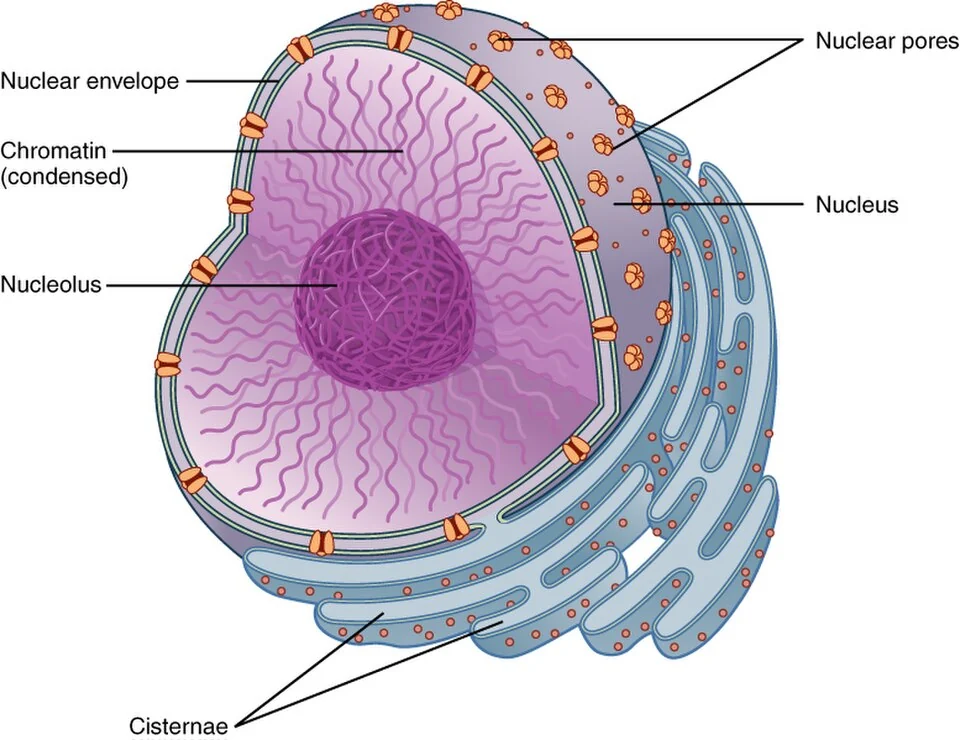 The nucleus: envelope, pores, nucleolus and chromatin.