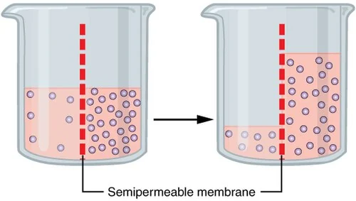 Osmosis: water moves toward the higher solute concentration.