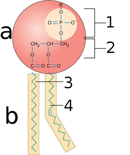 A phospholipid: hydrophilic head, hydrophobic tails.