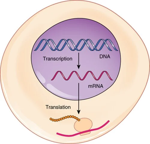 Transcription in the nucleus, translation in the cytoplasm.