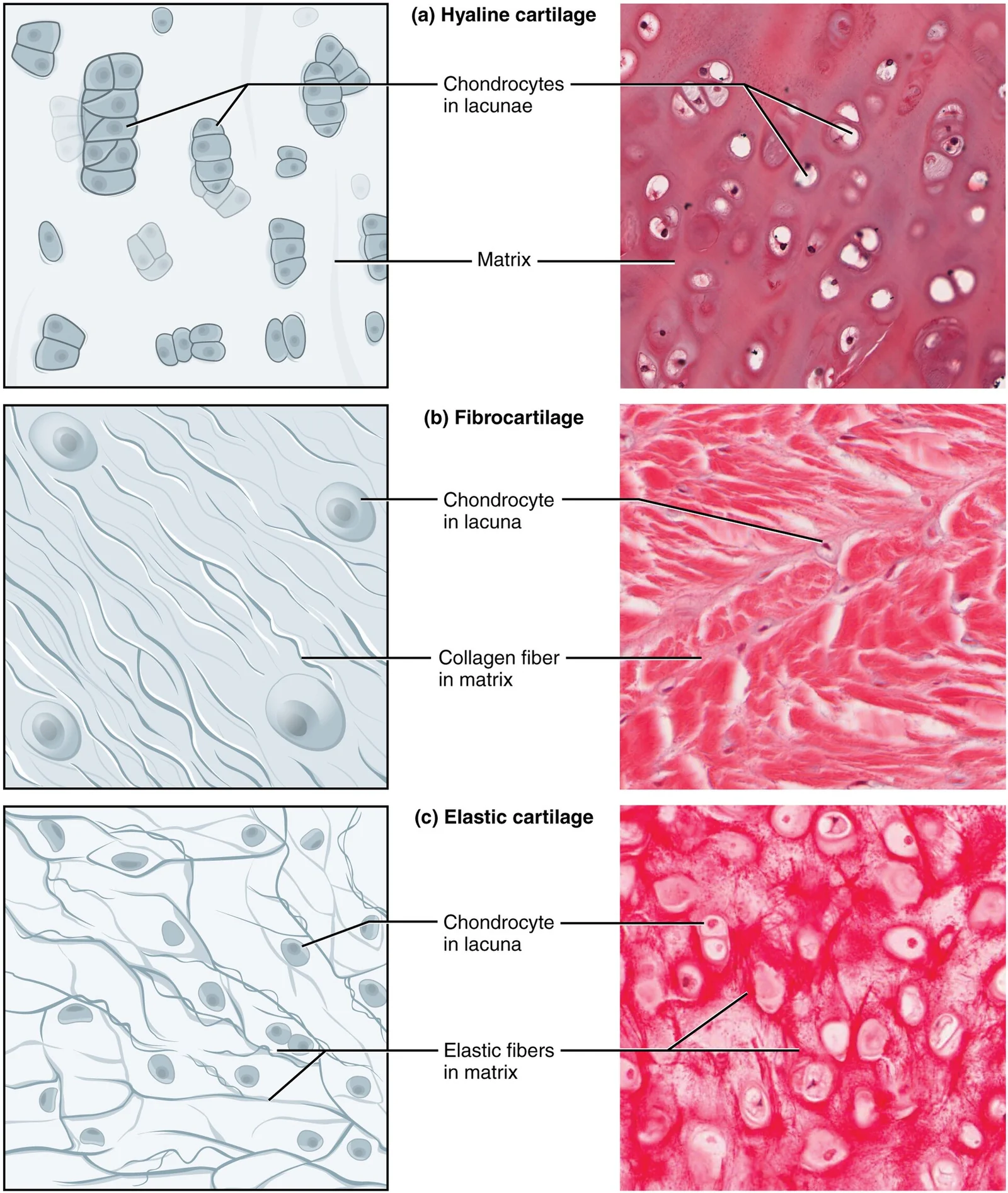 Hyaline cartilage, fibrocartilage and elastic cartilage.