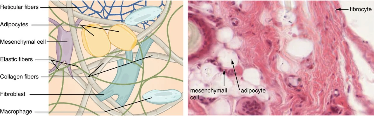 Areolar connective tissue: a model of all connective tissue elements.