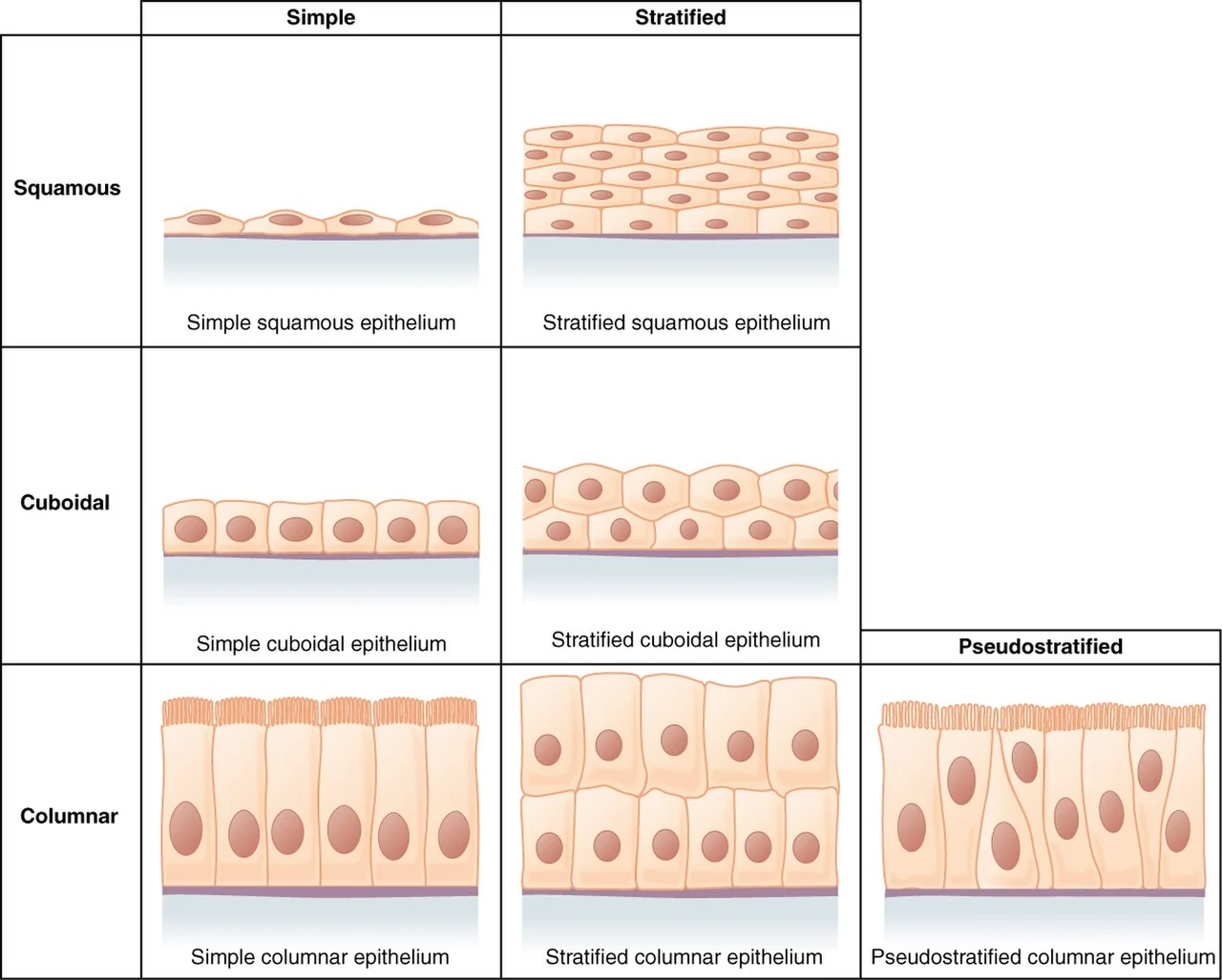 Classification of epithelia by layers and shape.