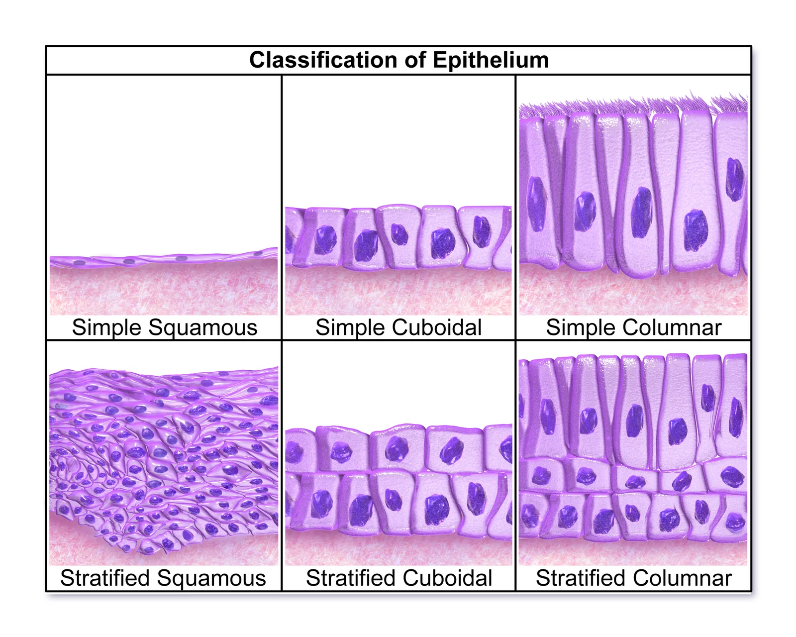 Epithelial classes (Blausen).