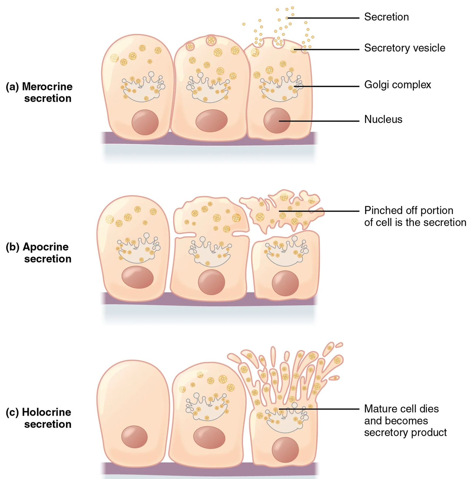 Modes of secretion: merocrine, apocrine and holocrine.
