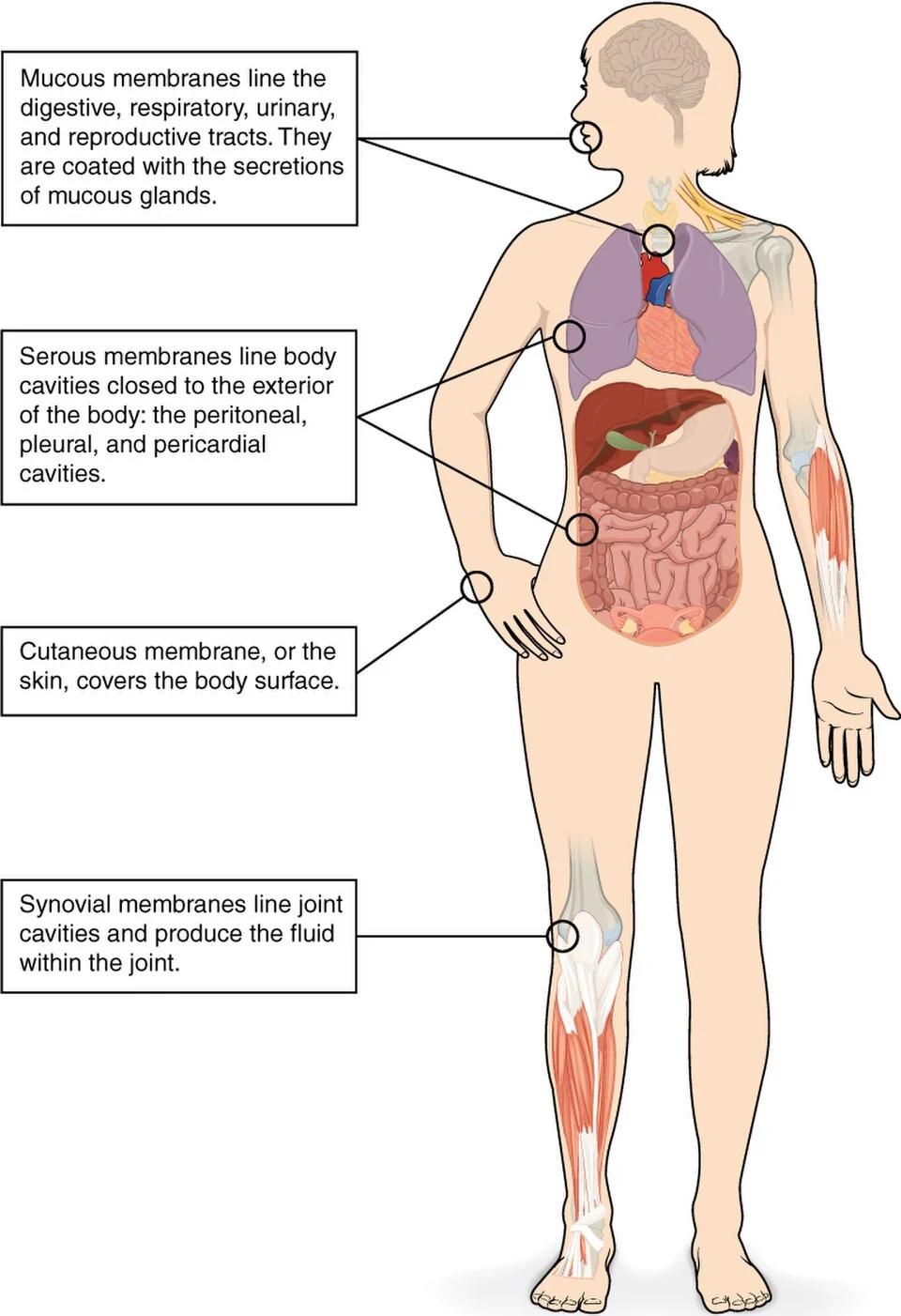 Cutaneous, mucous, serous and synovial membranes.