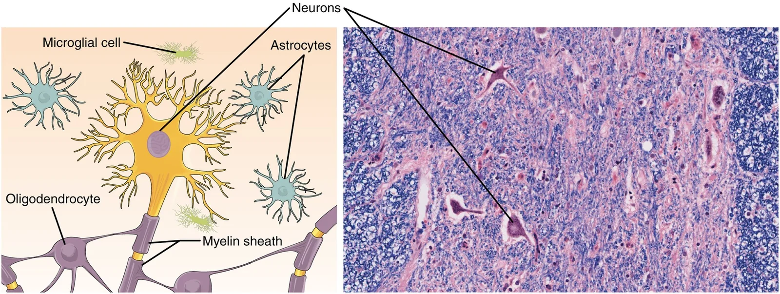 Neurons and glial cells.