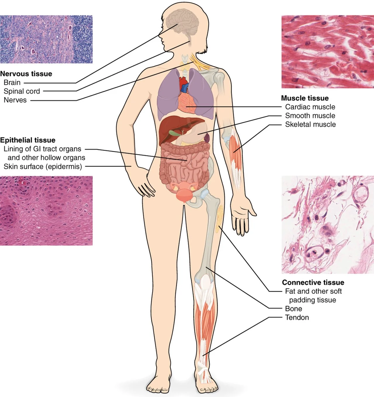 The four primary tissue types.