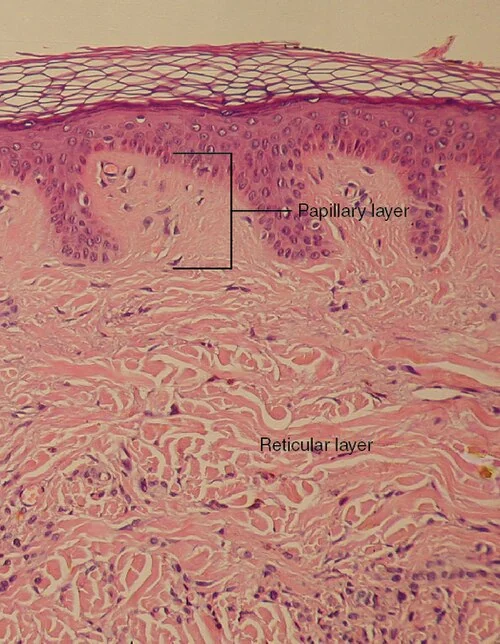 The papillary and reticular layers of the dermis.