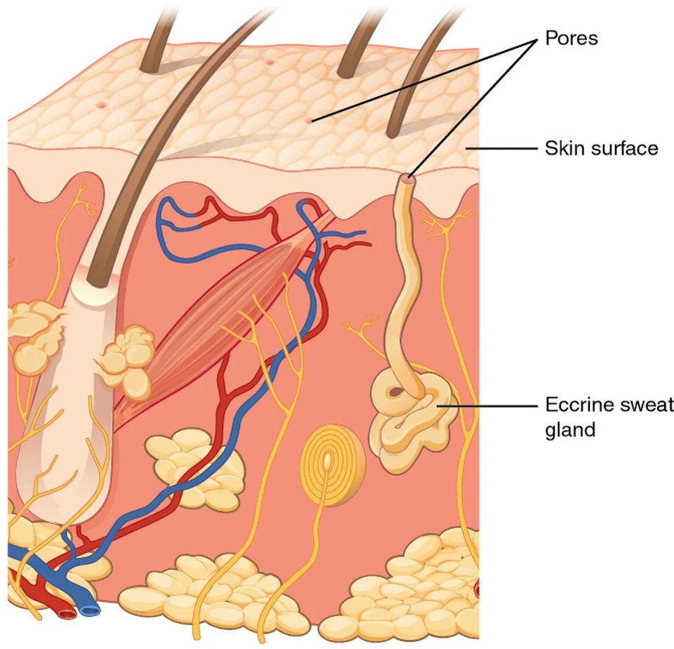 Eccrine sweat gland.