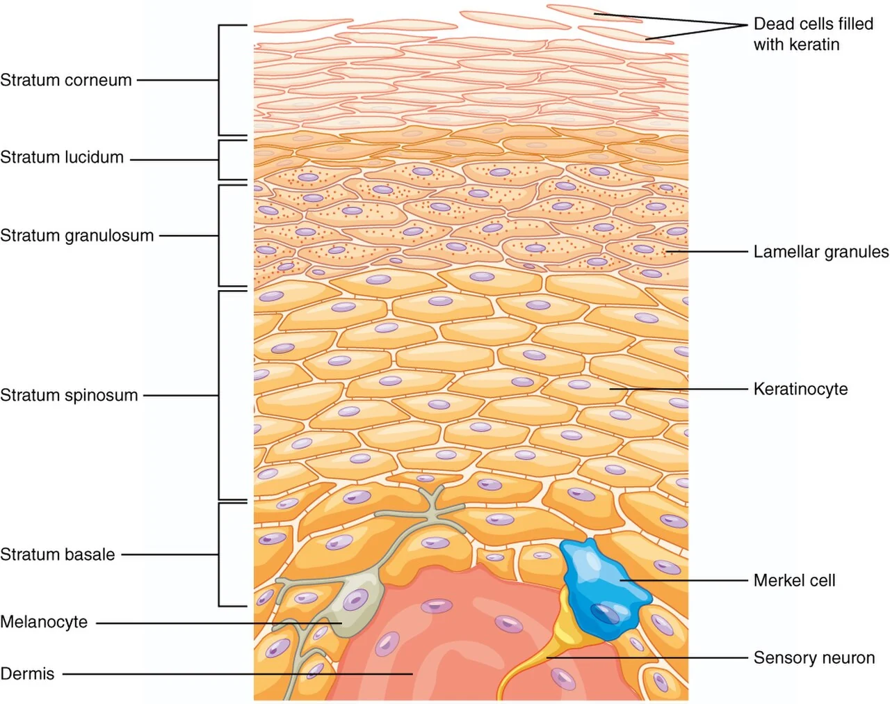 Layers of the epidermis in thick skin.