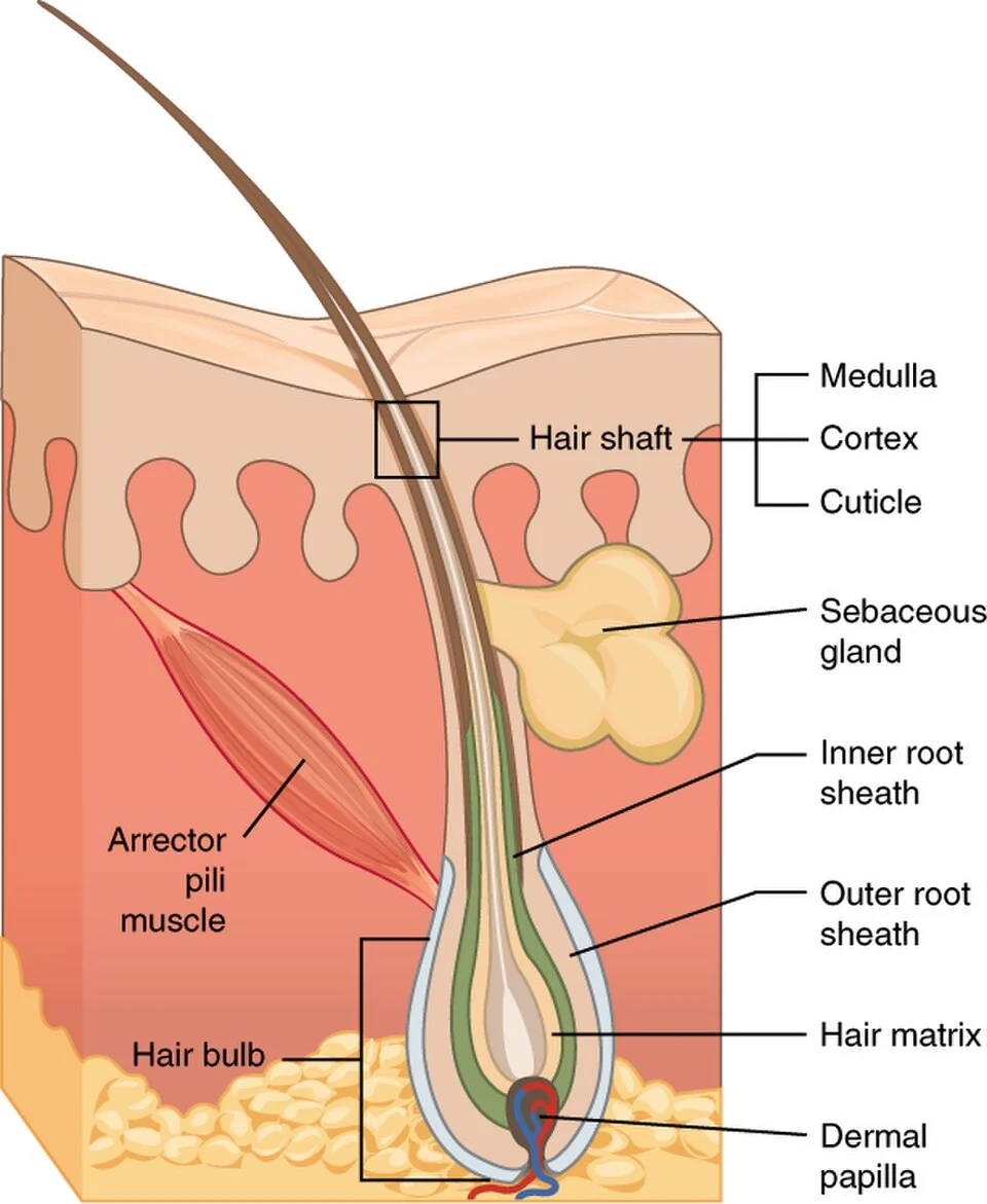 Hair structure: shaft, root sheaths, matrix and papilla.