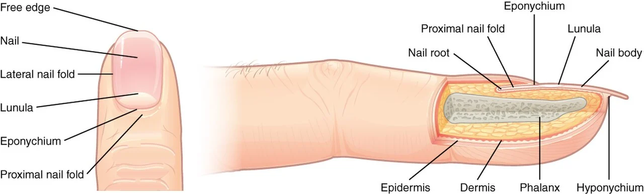 Anatomy of a nail.