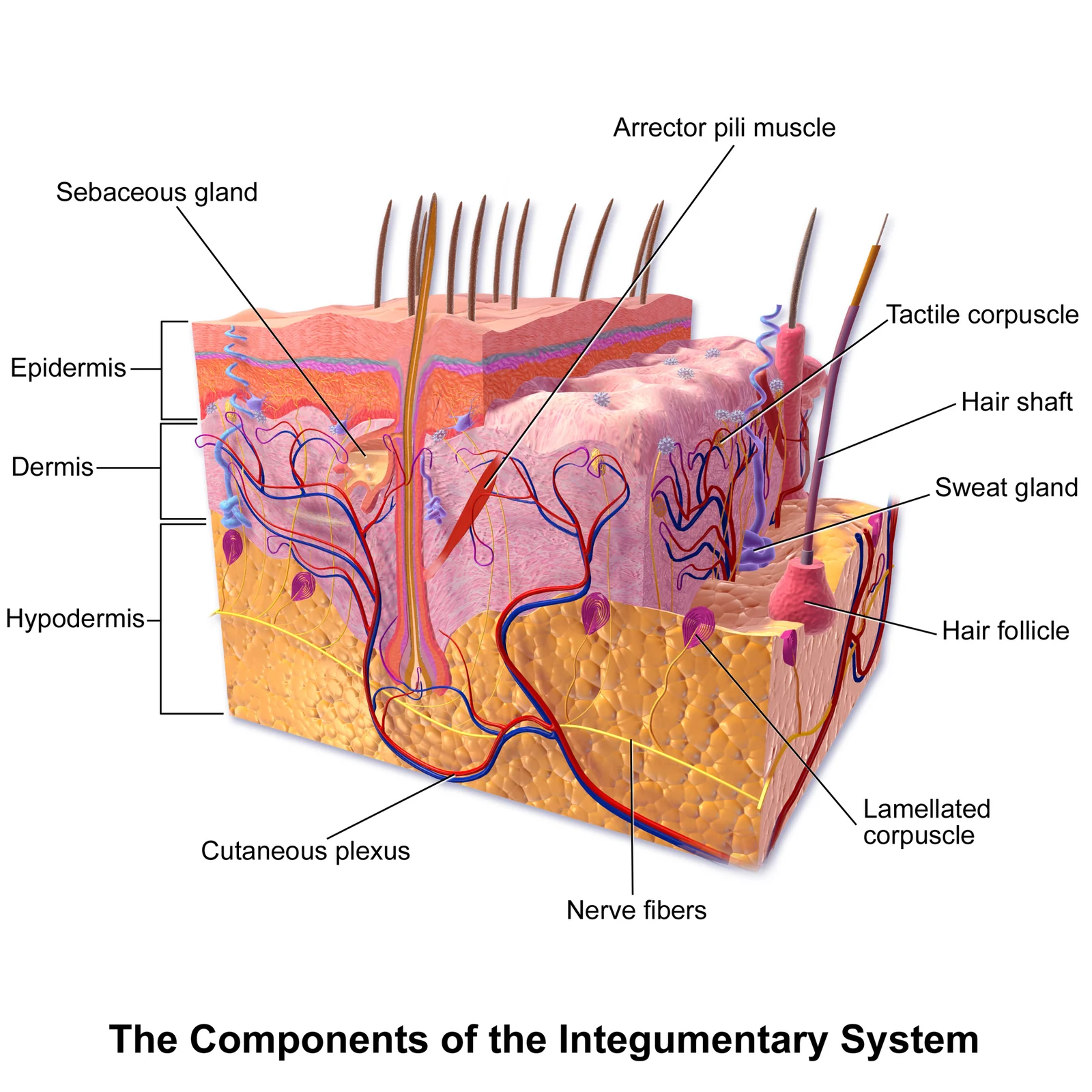 Components of the integumentary system (Blausen).
