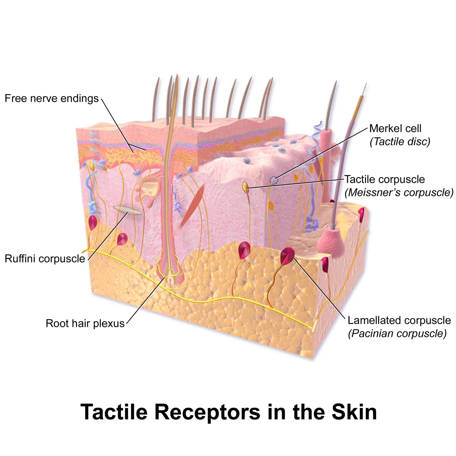 Touch receptors in the skin (Blausen).