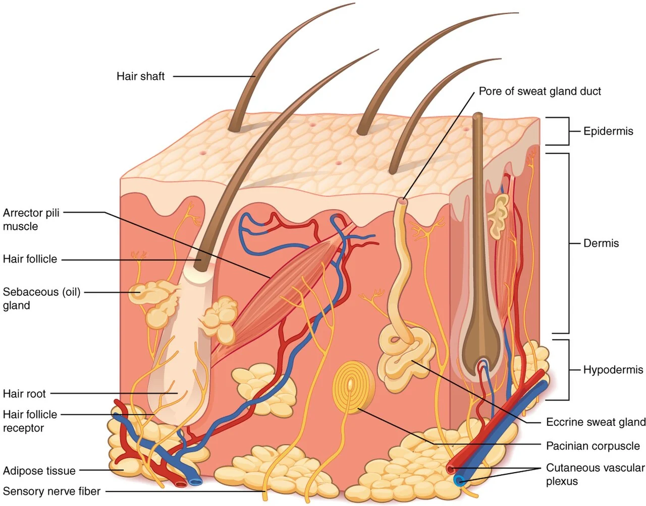 Structure of the skin.