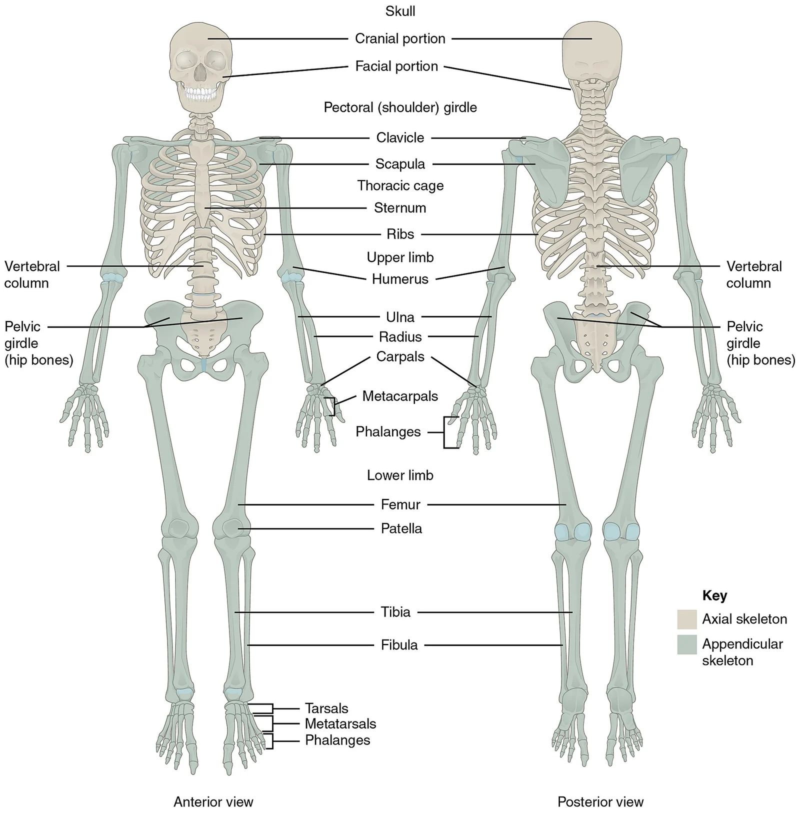 Axial (beige) and appendicular (green) skeleton.