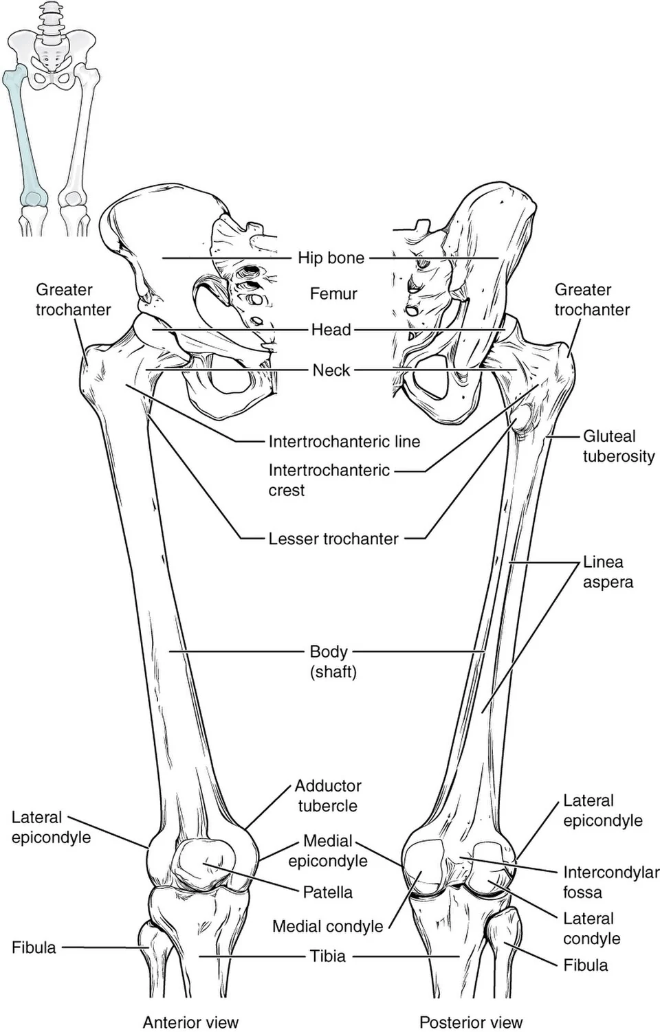 The femur.