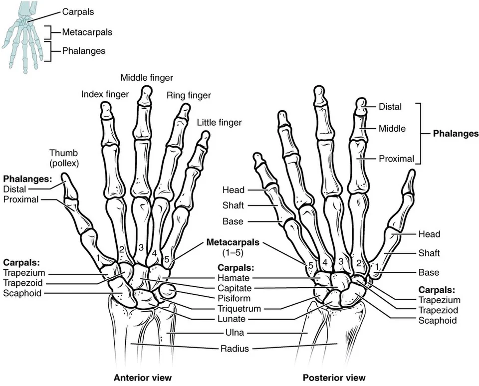 Bones of the wrist and hand.