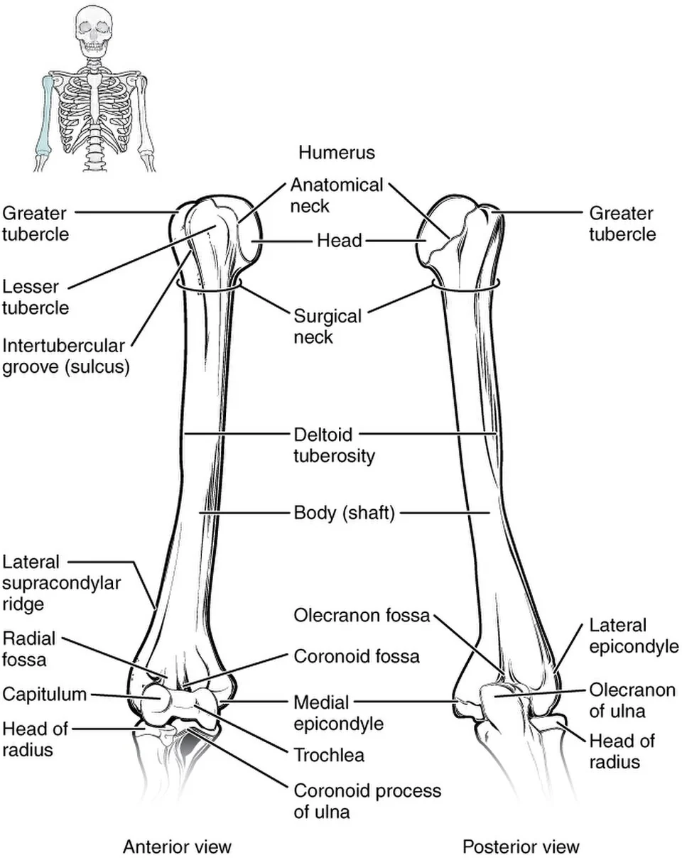 The humerus.