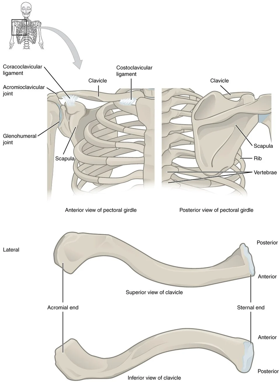 The pectoral (shoulder) girdle.
