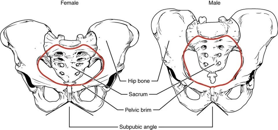 Female vs male pelvis.