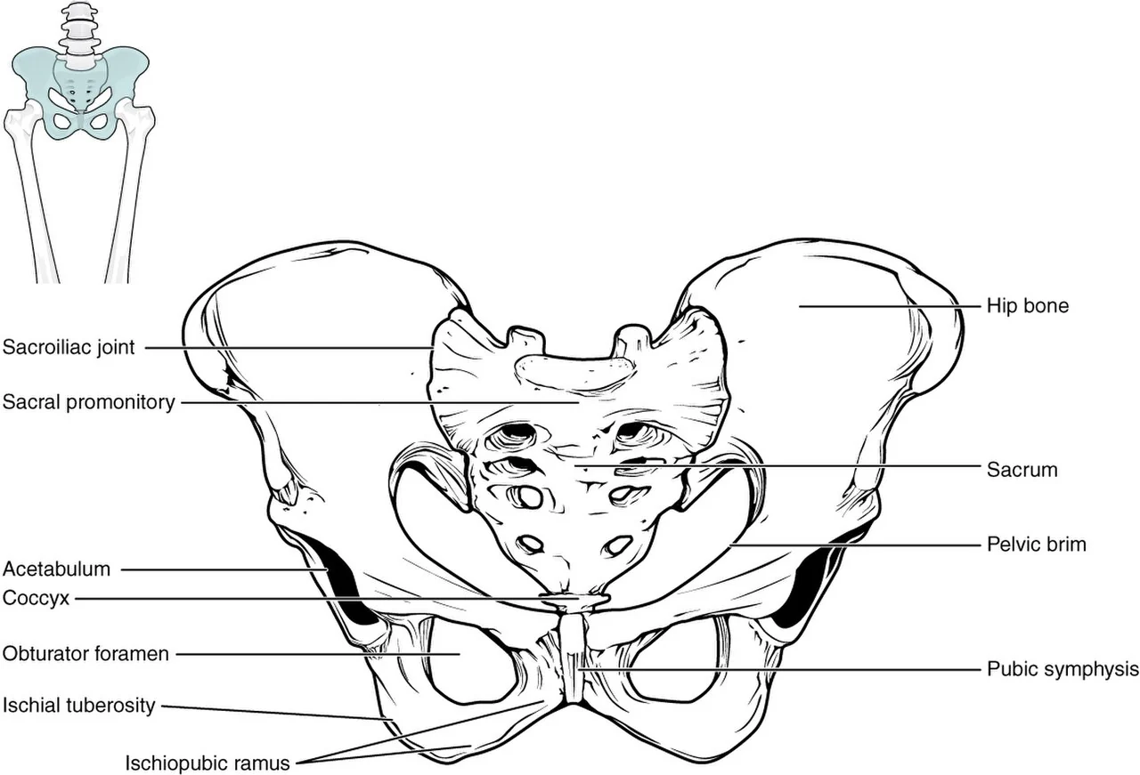 The pelvis.