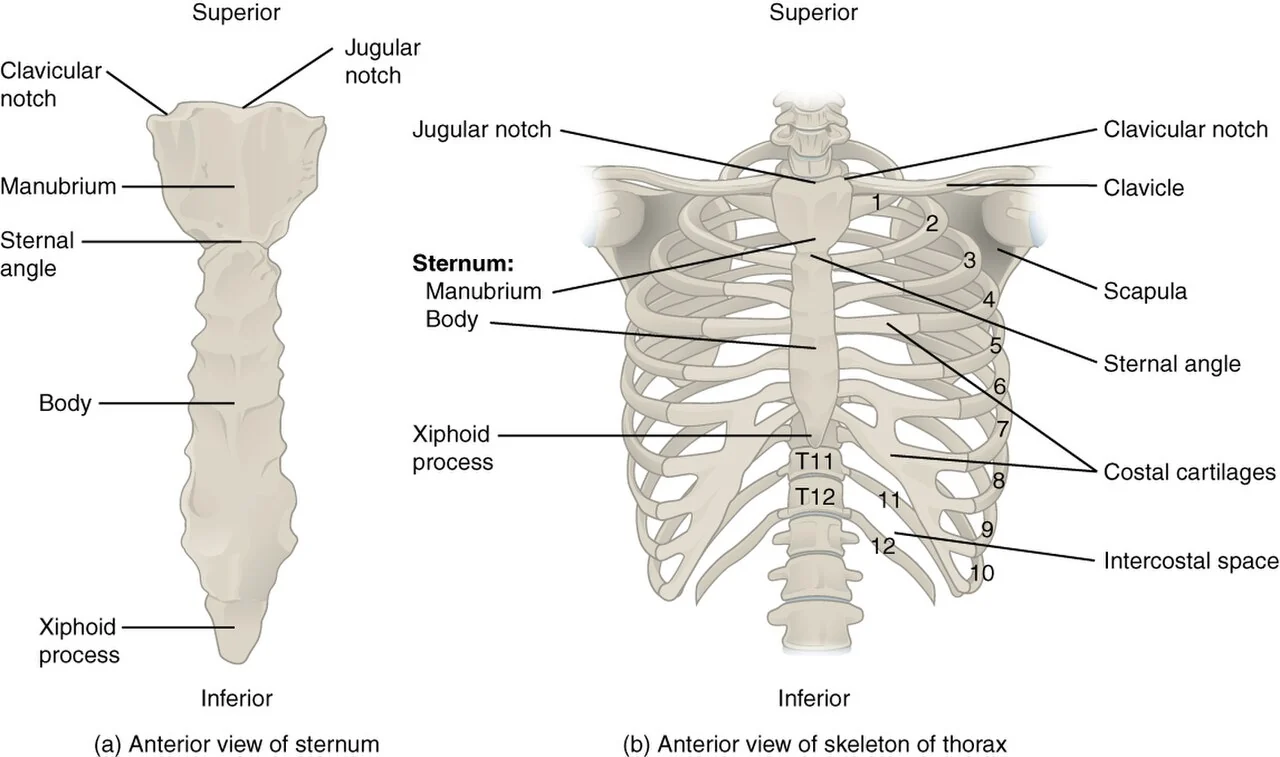 The sternum and thoracic cage.