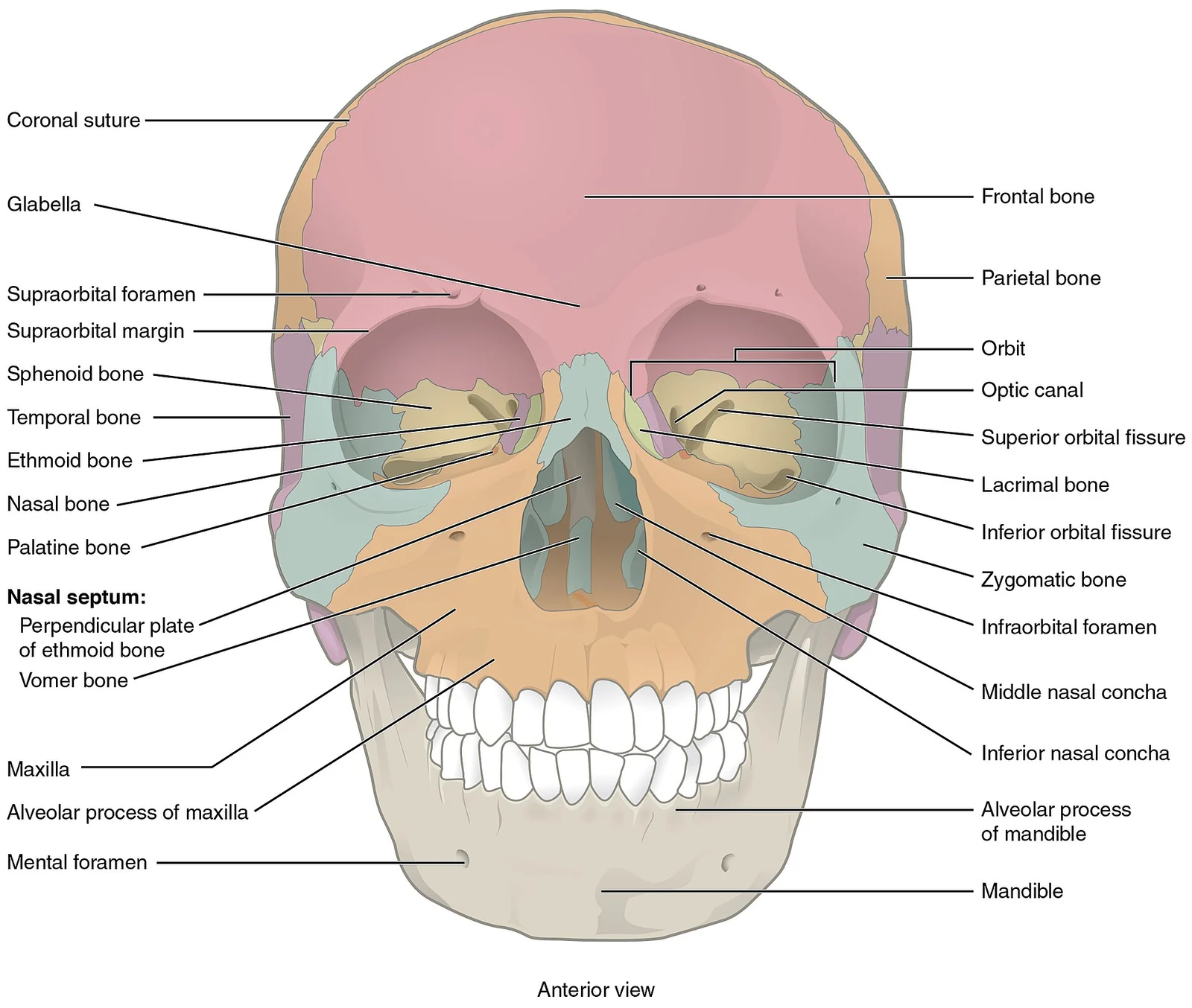 Anterior view of the skull.