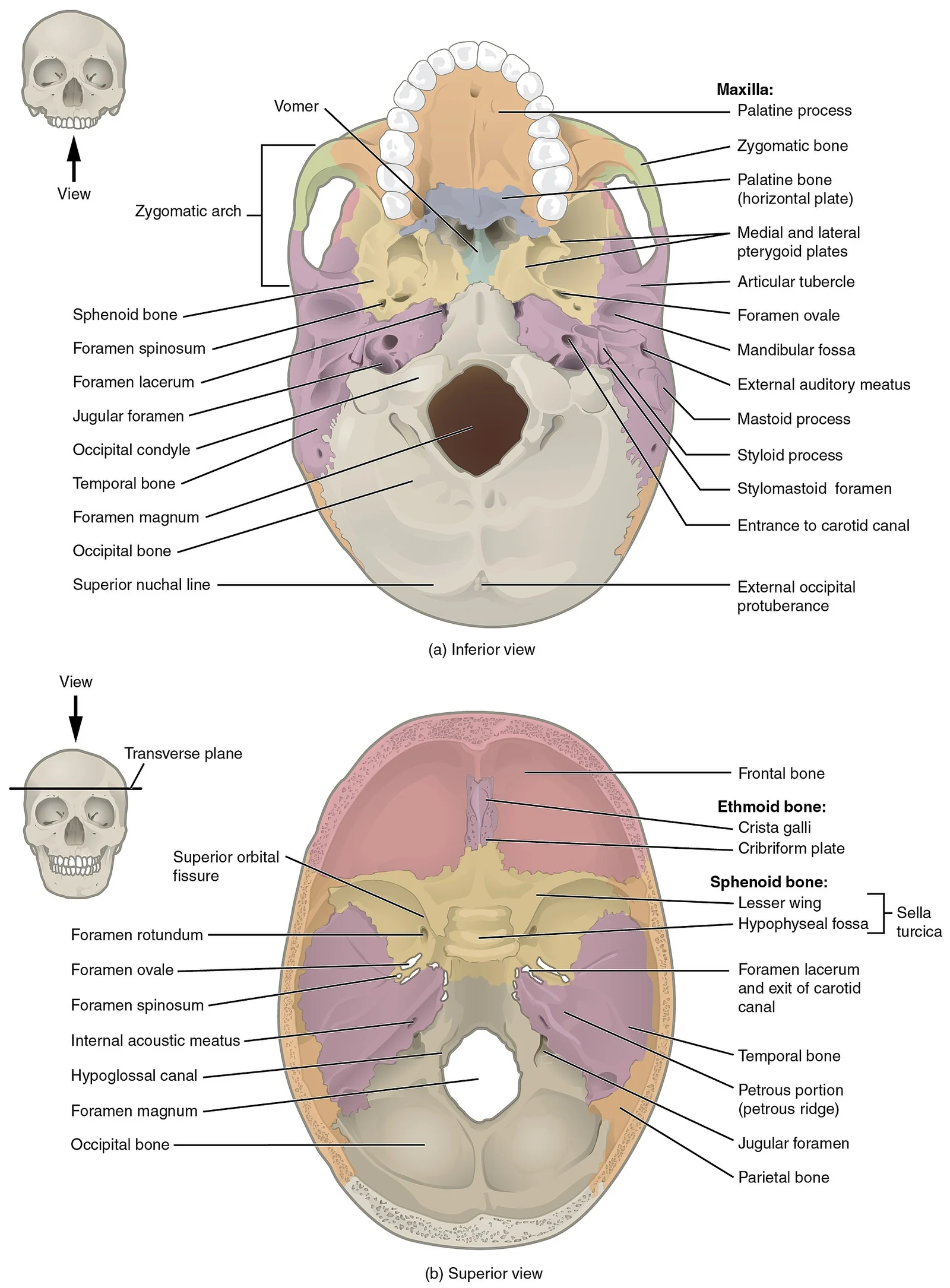 Superior and inferior views of the skull base: cranial fossae and foramina.
